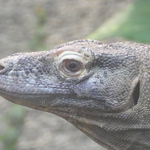 Komodo dragon, April 2019