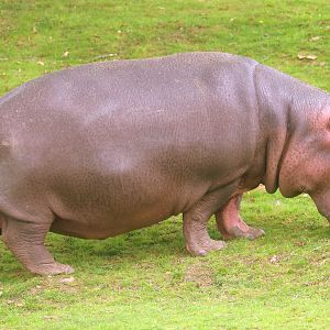 Hippopotamus; Whipsnade; 23rd April 2019