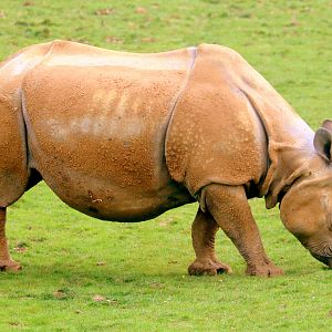 Indian rhinoceros; Whipsnade; 23rd April 2019