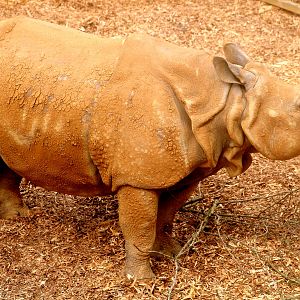 Indian rhinoceros; Whipsnade; 23rd April 2019