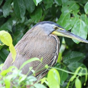 Bare-throated Tiger Heron - Mar 2019