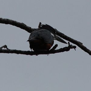 Ringed Kingfisher - Mar 2019