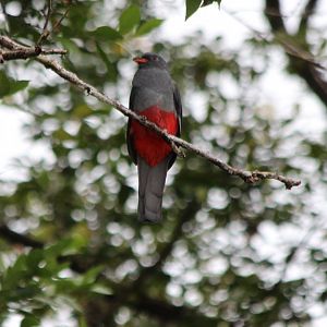 Slaty-tailed Trogon - Mar 2019