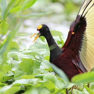 Northern Jacana - Mar 2019