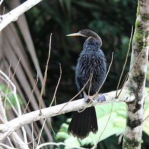 Anhinga - Mar 2019