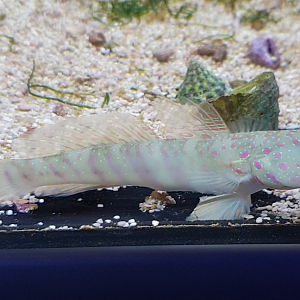 Valenciennea species