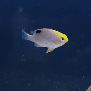 Talbot's damselfish - Chrysiptera talboti