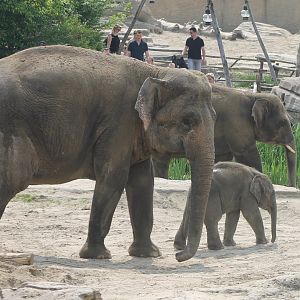 Asian elephants with calf