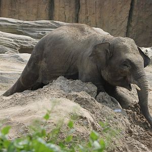Young Asian elephant