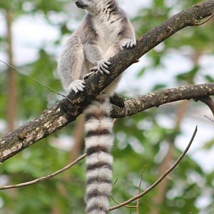 Ring-tailed lemur