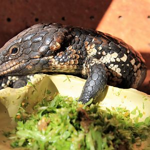 Stumptail Skink (Tiliqua [Trachydosaurus] rugosa)
