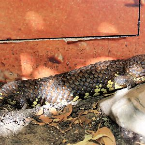 Stumptail Skink (Tiliqua [Trachydosaurus] rugosa)