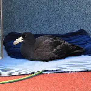 Northern Giant Petrel (Macronectes halli)
