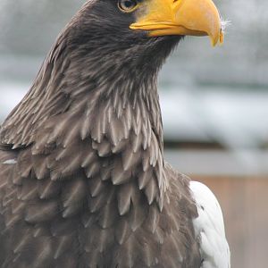 Steller's sea-eagle