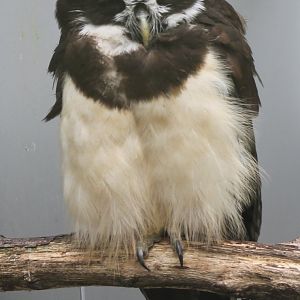 Spectacled owl