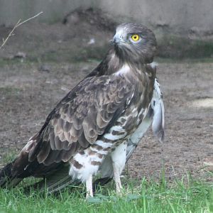 Short-toed snake-eagle