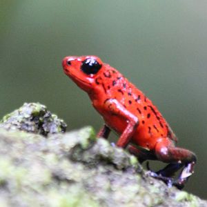 Strawberry Poison Dart Frog - Mar 2019