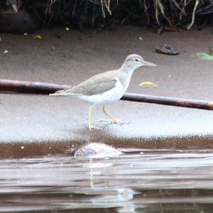 Spotted Sandpiper - Mar 2019