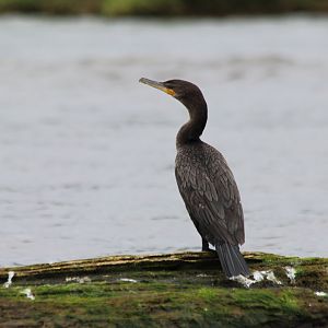 Neotropical Cormorant - Mar 2019