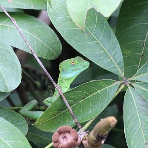 Green Basilisk - Mar 2019