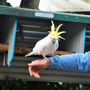 Sulphur-crested Cockatoo (Cacatua galerita)