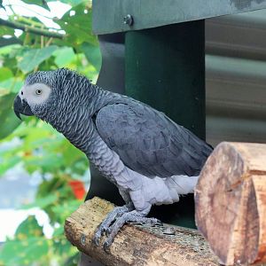 African Grey Parrot (Psittacus erithacus)
