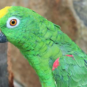 Yellow-crowned Amazon (Amazona ochrocephala)