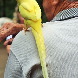 Lutino Indian Ringneck Parrot (Psittacula krameri)