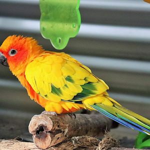 Sun Conure (Aratinga solstitialis)