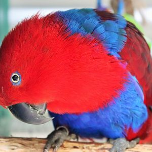 Female Eclectus Parrot (Eclectus roratus)