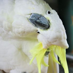 Sulphur-crested Cockatoo (Cacatua galerita)