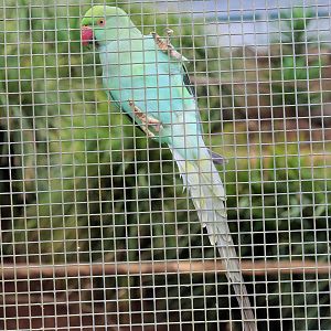 Indian Ringneck Parrot (Psittacula krameri)
