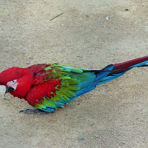 Green-winged Macaw (Ara chloropterus)