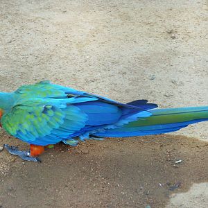 Catalina Macaw (Ara ararauna × Ara macao)