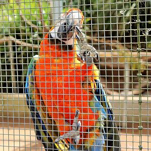 Catalina Macaw (Ara ararauna × Ara macao)