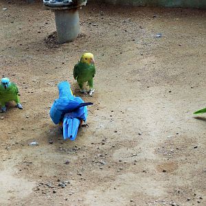 Three Species of Amazon Parrot and a Blue and Gold Macaw