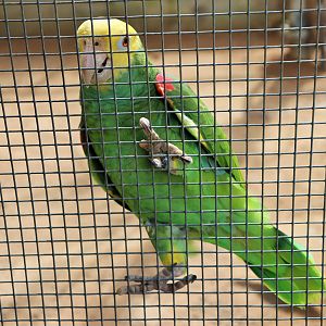 Yellow-headed Amazon (Amazona oratrix)