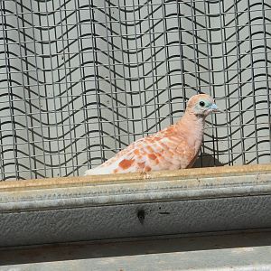 Peaceful Dove (Geopelia placida)-Fawn Mutation