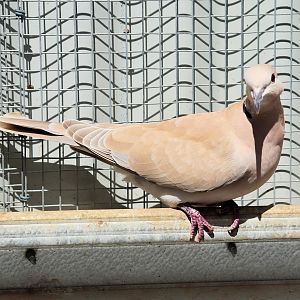 Barbary Dove (Streptopelia risoria)