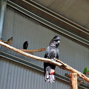 Australian Aviary