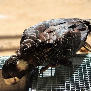 Carnaby's Black Cockatoo (Calyptorhynchus latirostris)