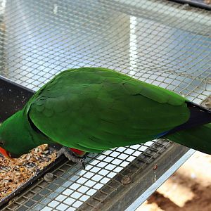 Male Eclectus Parrot (Eclectus roratus)