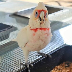 Long-billed Corella (Cacatua tenuirostris)