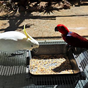 Sulphur-crested Cockatoo (Cacatua galerita) and Female Eclectus Parrot (Eclectus roratus)