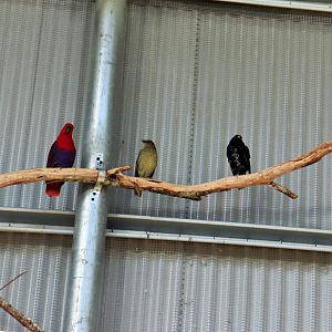 Female Eclectus Parrot (Eclectus roratus) and Satin Bowerbirds ( Ptilonorhynchus violaceus)