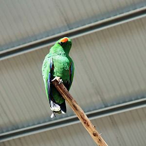 Male Eclectus Parrot (Eclectus roratus)