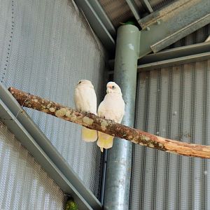 Little Corella (Cacatua sanguinea)