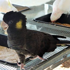 Yellow-tailed Black Cockatoo (Calyptorhynchus funereus)