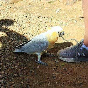 Galah x Sulphur Crested Cockatoo (Eolophus roseicapilla x  Cacatua galerita)