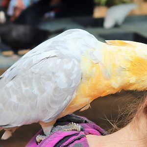 Galah x Sulphur Crested Cockatoo (Eolophus roseicapilla x Cacatua galerita)